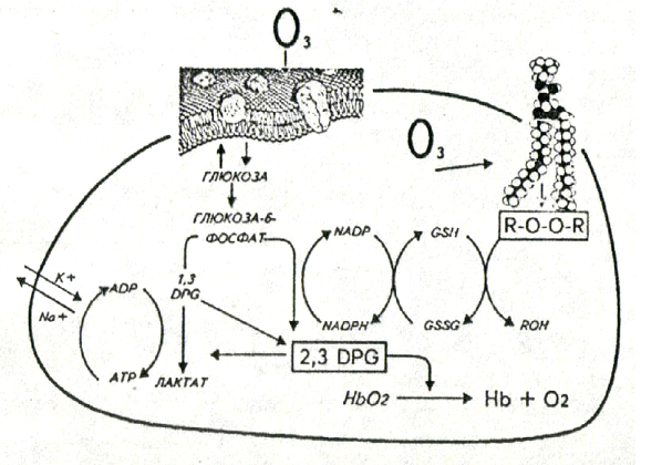 Механизм взаимодействия озона с эритроцитами 
