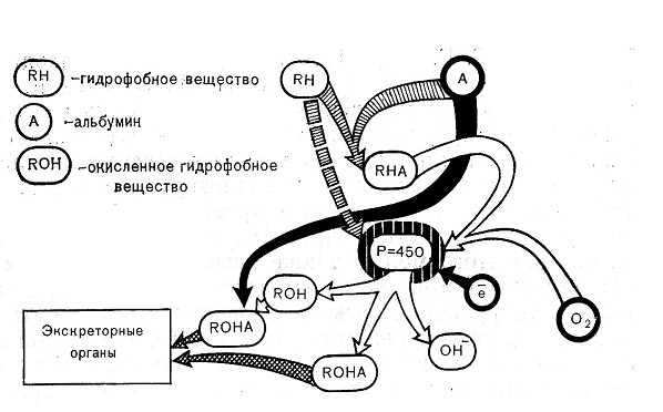 Схема работы монооксигеназной детоксицирующей системы печени
